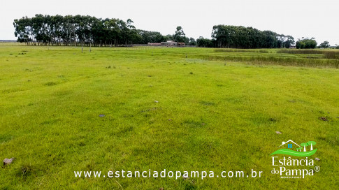 INICIO GADO TOP.00_00_50_25.Quadro013_3d378d84388ffa409be336abc06d09390df2d928.jpg